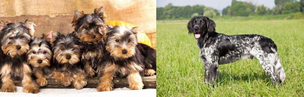 Large Munsterlander vs Yorkshire Terrier - Breed Comparison