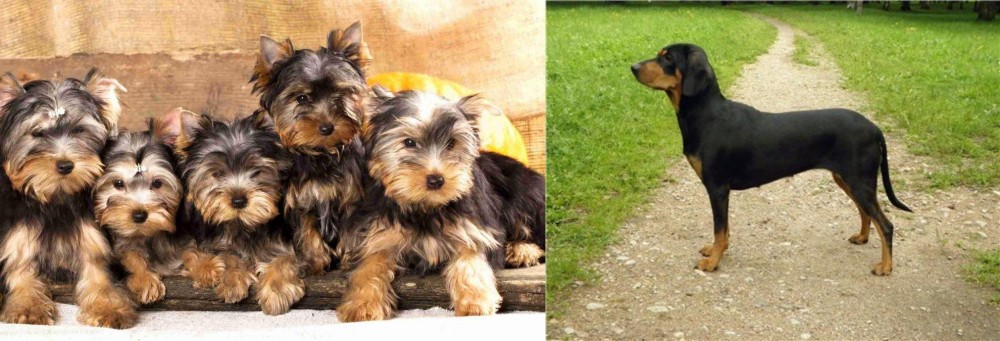 Latvian Hound vs Yorkshire Terrier - Breed Comparison