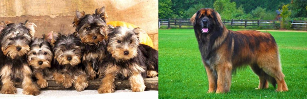 Leonberger vs Yorkshire Terrier - Breed Comparison