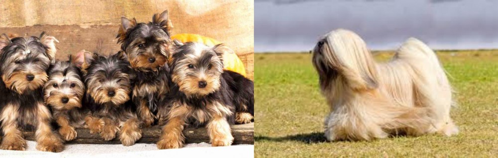 Lhasa Apso vs Yorkshire Terrier - Breed Comparison