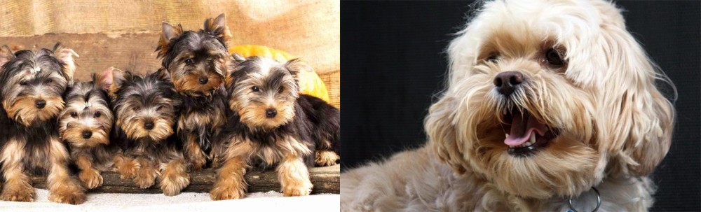 Lhasapoo vs Yorkshire Terrier - Breed Comparison