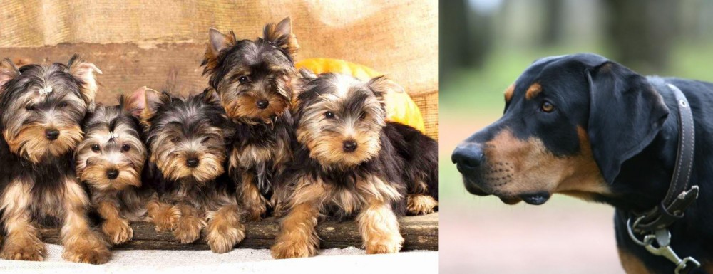 Lithuanian Hound vs Yorkshire Terrier - Breed Comparison