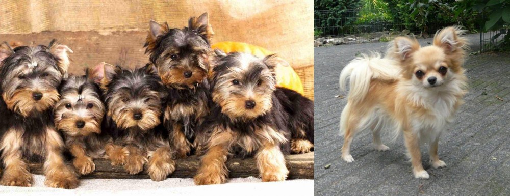 Long Haired Chihuahua vs Yorkshire Terrier - Breed Comparison