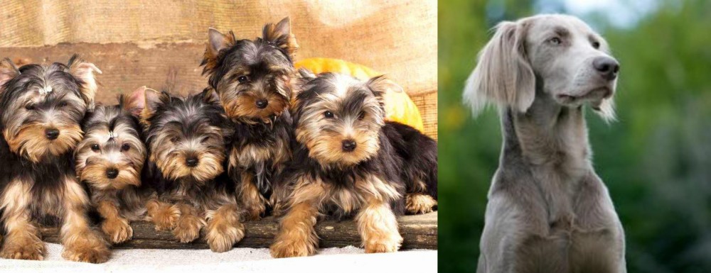 Longhaired Weimaraner vs Yorkshire Terrier - Breed Comparison