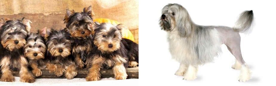 Lowchen vs Yorkshire Terrier - Breed Comparison