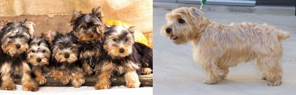 Lucas Terrier vs Yorkshire Terrier - Breed Comparison