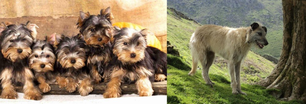 Lurcher vs Yorkshire Terrier - Breed Comparison