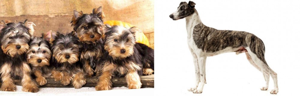 Magyar Agar vs Yorkshire Terrier - Breed Comparison