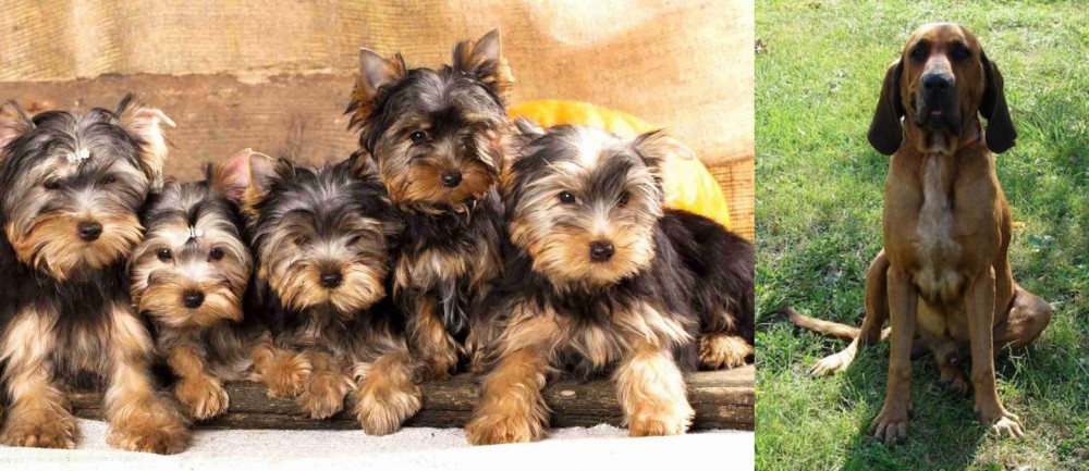 Majestic Tree Hound vs Yorkshire Terrier - Breed Comparison