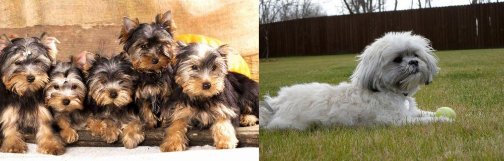 Mal-Shi vs Yorkshire Terrier - Breed Comparison