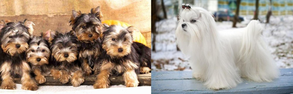 Maltese vs Yorkshire Terrier - Breed Comparison