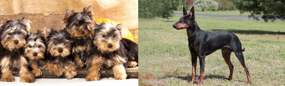 Manchester Terrier vs Yorkshire Terrier - Breed Comparison