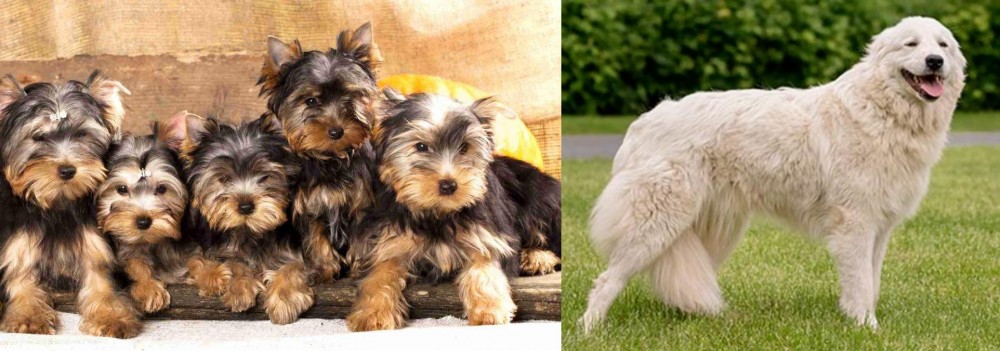Maremma Sheepdog vs Yorkshire Terrier - Breed Comparison