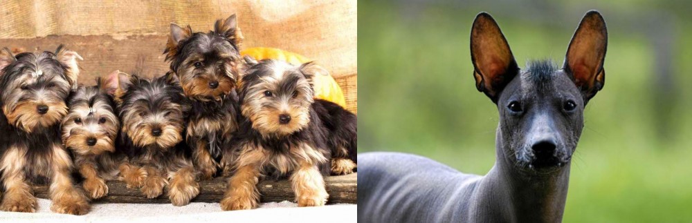 Mexican Hairless vs Yorkshire Terrier - Breed Comparison