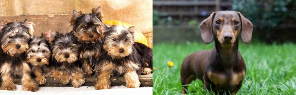 Miniature Dachshund vs Yorkshire Terrier - Breed Comparison
