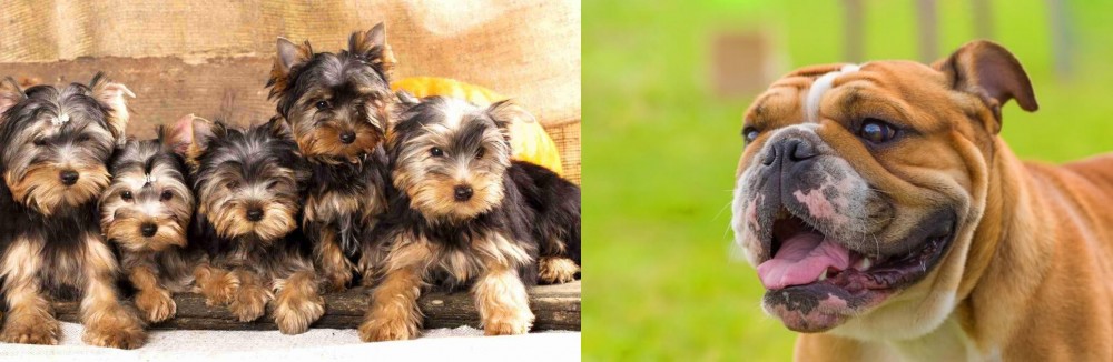 Miniature English Bulldog vs Yorkshire Terrier - Breed Comparison
