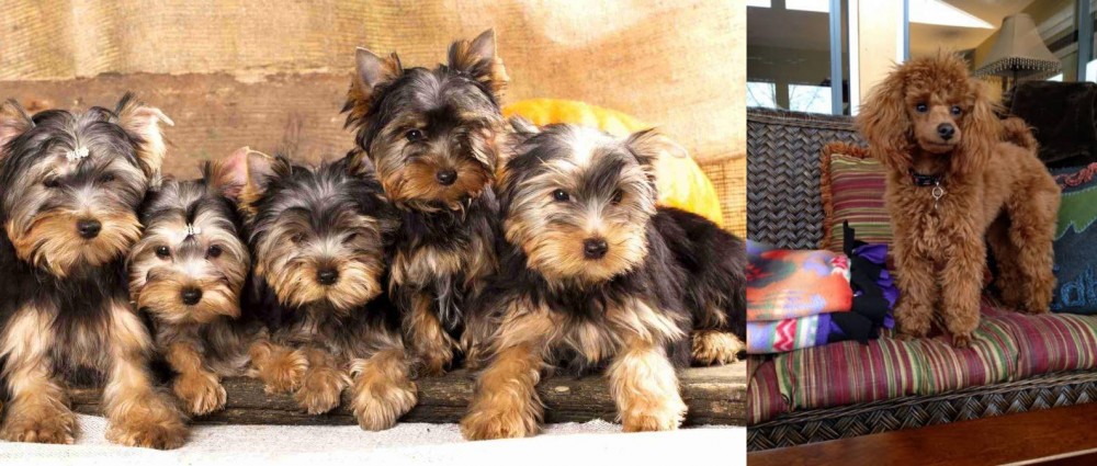 Miniature Poodle vs Yorkshire Terrier - Breed Comparison