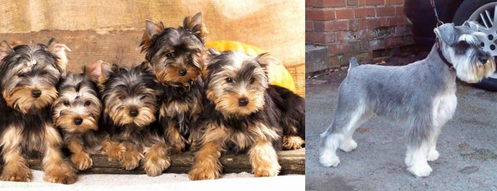 Miniature Schnauzer vs Yorkshire Terrier - Breed Comparison