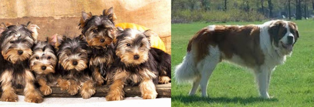 Moscow Watchdog vs Yorkshire Terrier - Breed Comparison