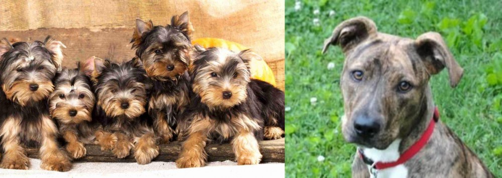 Mountain Cur vs Yorkshire Terrier - Breed Comparison