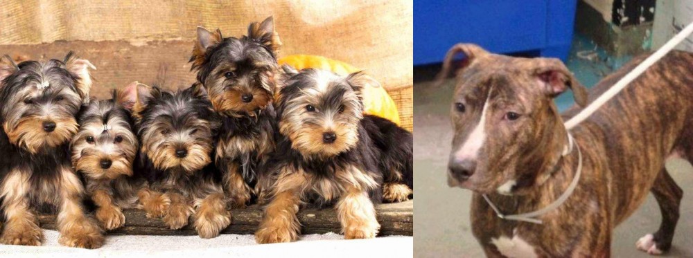 Mountain View Cur vs Yorkshire Terrier - Breed Comparison
