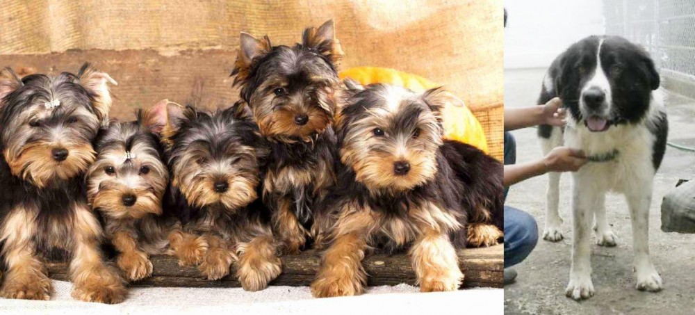 Mucuchies vs Yorkshire Terrier - Breed Comparison