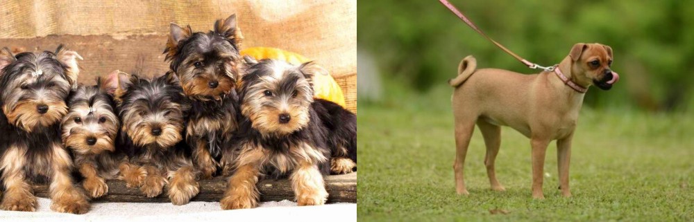 Muggin vs Yorkshire Terrier - Breed Comparison