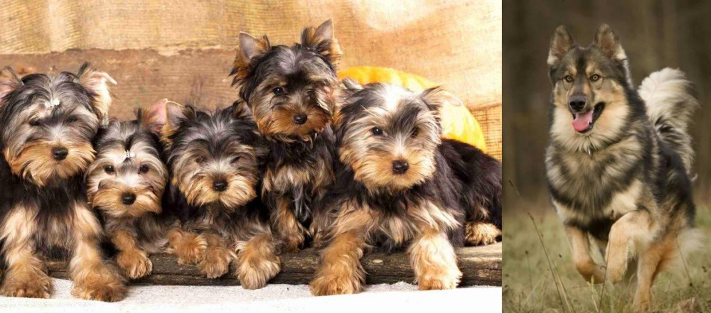Native American Indian Dog vs Yorkshire Terrier - Breed Comparison