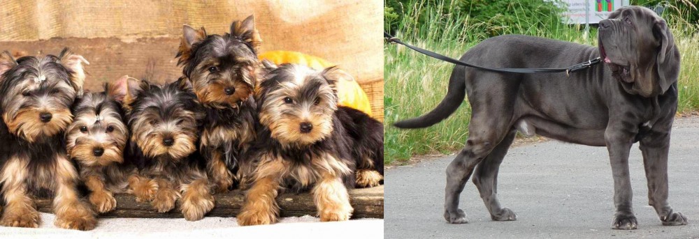Neapolitan Mastiff vs Yorkshire Terrier - Breed Comparison