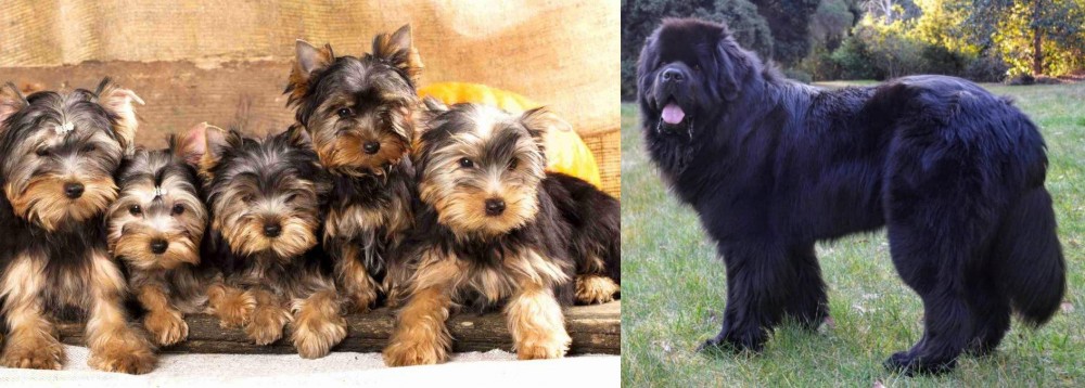 Newfoundland Dog vs Yorkshire Terrier - Breed Comparison