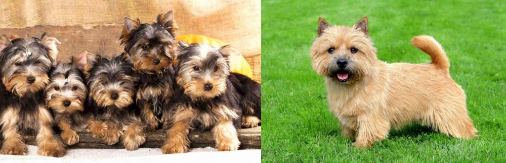 Norwich Terrier vs Yorkshire Terrier - Breed Comparison