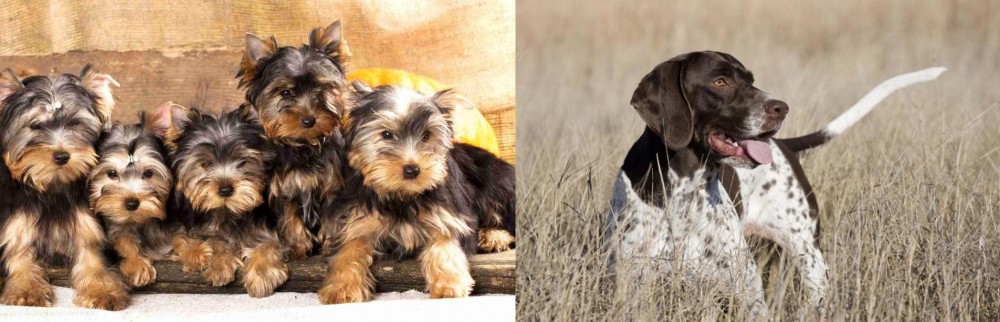 Old Danish Pointer vs Yorkshire Terrier - Breed Comparison