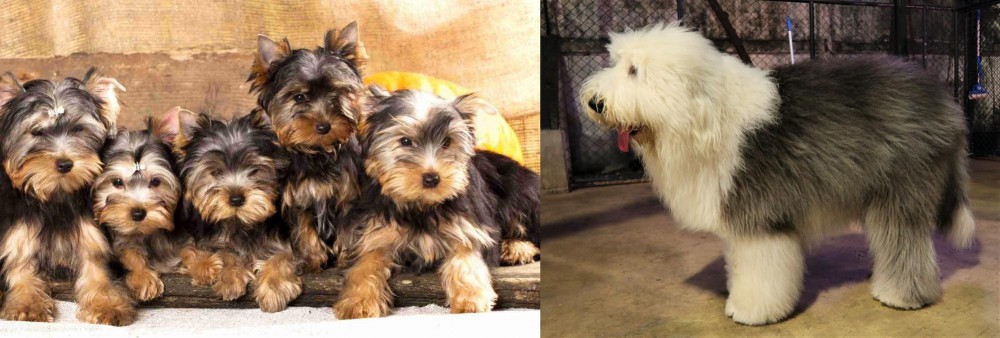 Old English Sheepdog vs Yorkshire Terrier - Breed Comparison
