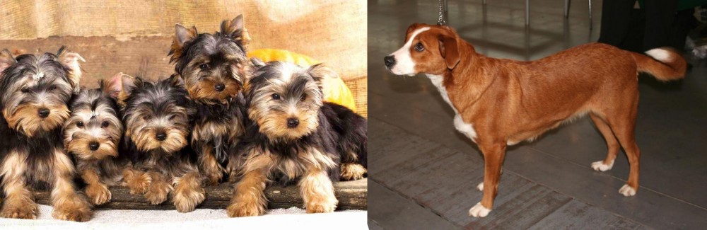Osterreichischer Kurzhaariger Pinscher vs Yorkshire Terrier - Breed Comparison
