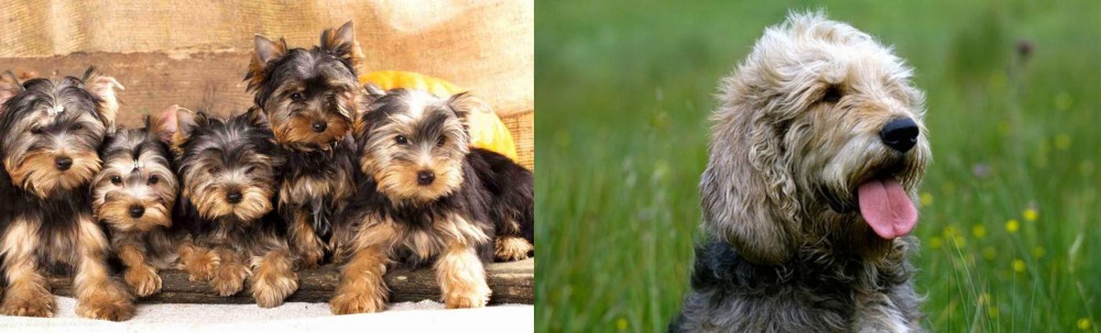 Otterhound vs Yorkshire Terrier - Breed Comparison