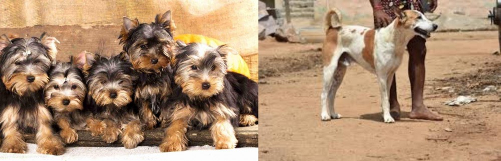 Pandikona vs Yorkshire Terrier - Breed Comparison