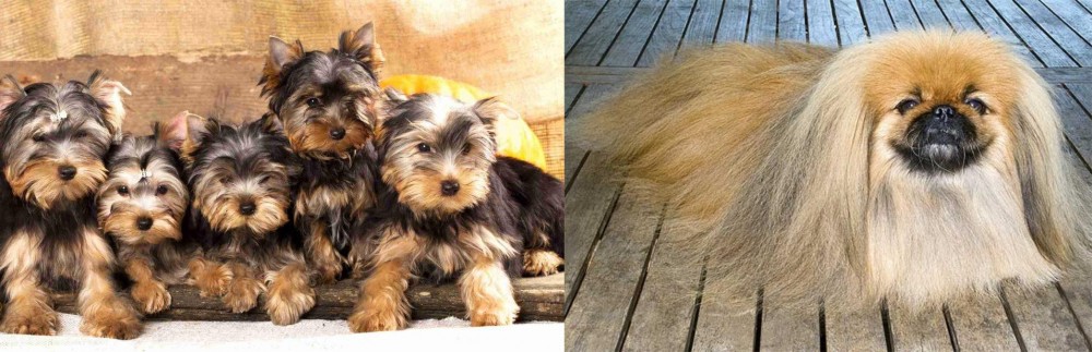 Pekingese vs Yorkshire Terrier - Breed Comparison
