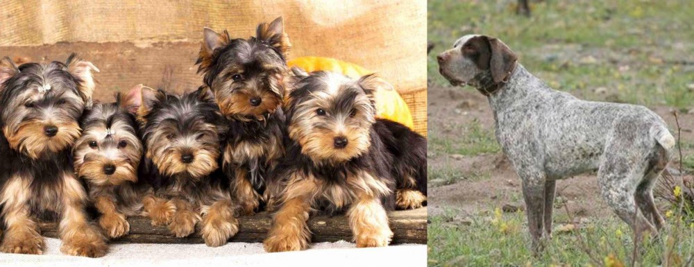 Perdiguero de Burgos vs Yorkshire Terrier - Breed Comparison