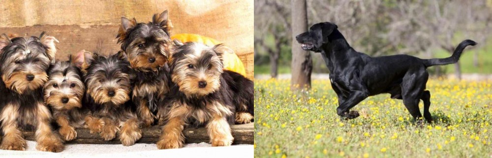 Perro de Pastor Mallorquin vs Yorkshire Terrier - Breed Comparison