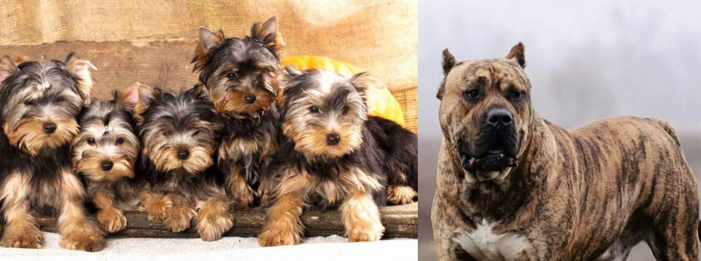 Perro de Presa Canario vs Yorkshire Terrier - Breed Comparison