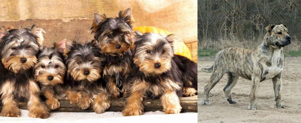 Perro de Presa Mallorquin vs Yorkshire Terrier - Breed Comparison