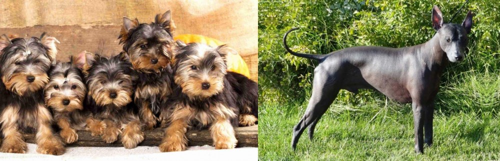 Peruvian Hairless vs Yorkshire Terrier - Breed Comparison