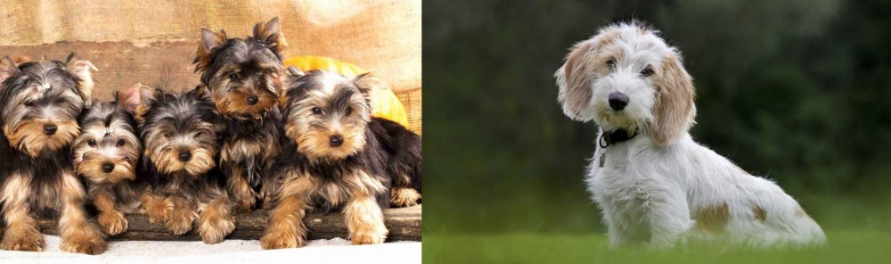 Petit Basset Griffon Vendeen vs Yorkshire Terrier - Breed Comparison