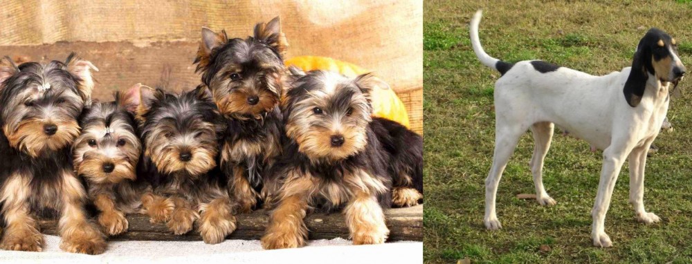 Petit Gascon Saintongeois vs Yorkshire Terrier - Breed Comparison