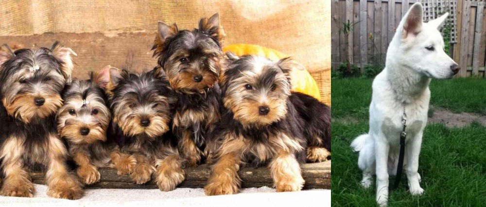 Phung San vs Yorkshire Terrier - Breed Comparison