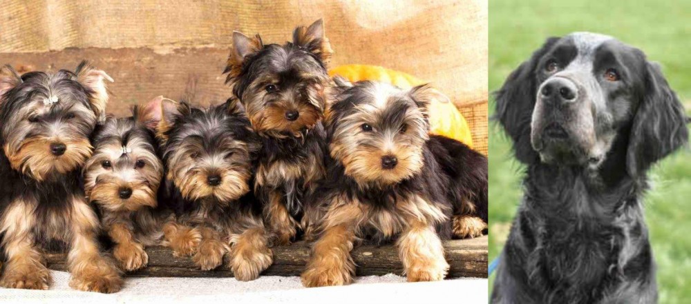 Picardy Spaniel vs Yorkshire Terrier - Breed Comparison