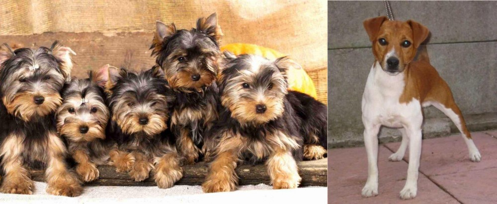 Plummer Terrier vs Yorkshire Terrier - Breed Comparison