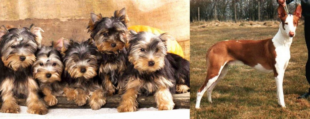 Podenco Canario vs Yorkshire Terrier - Breed Comparison