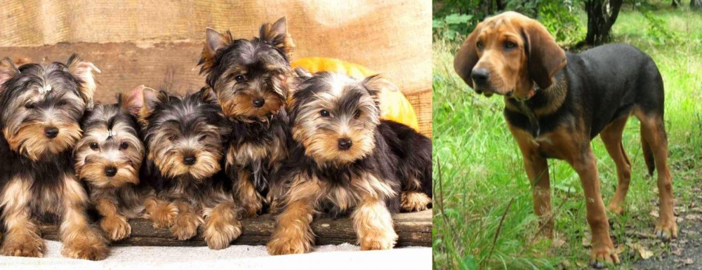 Polish Hound vs Yorkshire Terrier - Breed Comparison