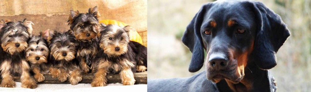 Polish Hunting Dog vs Yorkshire Terrier - Breed Comparison